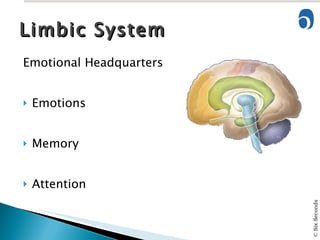 Emotional Headquarters Emotions Memory Attention Limbic System 