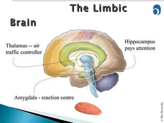 The Limbic Brain Hippocampus pays attention Thalamus -- air traffic controller Amygdala - reaction centre 