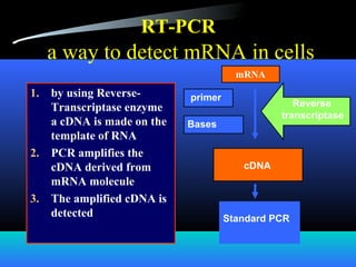 RT-PCR
a way to detect mRNA in cells
1. by using Reverse-
Transcriptase enzyme
a cDNA is made on the
template of RNA
2. PCR amplifies the
cDNA derived from
mRNA molecule
3. The amplified cDNA is
detected
mRNA
Standard PCR
primer
Bases
cDNA
Reverse
transcriptase
 