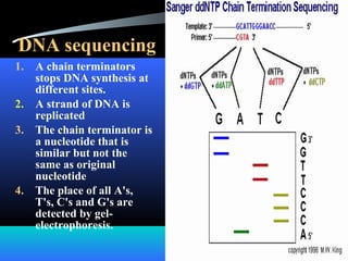 DNA sequencing
1. A chain terminators
stops DNA synthesis at
different sites.
2. A strand of DNA is
replicated
3. The chain terminator is
a nucleotide that is
similar but not the
same as original
nucleotide
4. The place of all A's,
T's, C's and G's are
detected by gel-
electrophoresis.
 