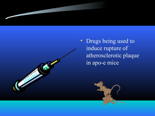• Drugs being used to
induce rupture of
atherosclerotic plaque
in apo-e mice
 