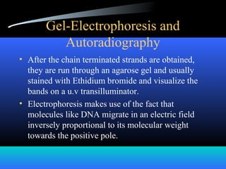 Gel-Electrophoresis and
Autoradiography
• After the chain terminated strands are obtained,
they are run through an agarose gel and usually
stained with Ethidium bromide and visualize the
bands on a u.v transilluminator.
• Electrophoresis makes use of the fact that
molecules like DNA migrate in an electric field
inversely proportional to its molecular weight
towards the positive pole.
 