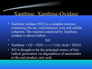 Xanthine, Xanthine-Oxidase
• Xanthine oxidase (XO) is a complex enzyme
containing flavins, molybdenum, iron and sulfide
cofactors. The reaction catalyzed by Xanthine
oxidase is shown below:
• XO
• Xanthine + O2 + H2O ------> Uric Acid + H2O2
• XO is thought to be the principal source of free
radical generation via degradation of nucleotides
to the end product, uric acid.
 