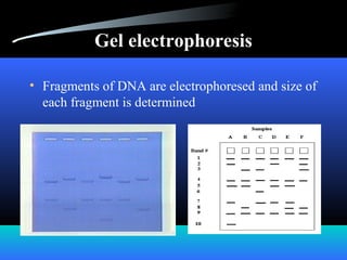 Gel electrophoresis
• Fragments of DNA are electrophoresed and size of
each fragment is determined
 