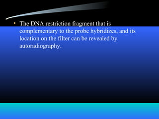 • The DNA restriction fragment that is
complementary to the probe hybridizes, and its
location on the filter can be revealed by
autoradiography.
 