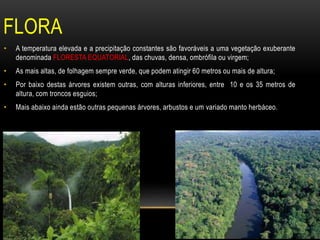 FLORA
• A temperatura elevada e a precipitação constantes são favoráveis a uma vegetação exuberante
denominada FLORESTA EQUATORIAL, das chuvas, densa, ombrófila ou virgem;
• As mais altas, de folhagem sempre verde, que podem atingir 60 metros ou mais de altura;
• Por baixo destas árvores existem outras, com alturas inferiores, entre 10 e os 35 metros de
altura, com troncos esguios;
• Mais abaixo ainda estão outras pequenas árvores, arbustos e um variado manto herbáceo.
 