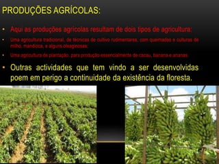 PRODUÇÕES AGRÍCOLAS:
• Aqui as produções agrícolas resultam de dois tipos de agricultura:
• Uma agricultura tradicional, de técnicas de cultivo rudimentares, com queimadas e culturas de
milho, mandioca, e alguns oleaginosas;
• Uma agricultura de plantação, para produção essencialmente de cacau, banana e ananas.
• Outras actividades que tem vindo a ser desenvolvidas
poem em perigo a continuidade da existência da floresta.
 