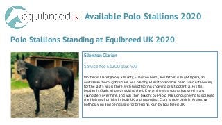 Available Polo Stallions 2020
Polo Stallions Standing at Equibreed UK 2020
Ellerston Clarion
Service fee £1200 plus VAT
Mother is Claret (Pinky x Monty, Ellerston bred), and father is Night Opera, an
Australian thoroughbred. He was bred by Ellerston and has been used extensively
for the last 5 years there, with his offspring showing great potential. His full
brother is Clark, who was sold to the UK when he was young, has sired many
youngsters over here, and was then bought by Pablo MacDonough who has played
the high goal on him in both UK and Argentina. Clark is now back in Argentina
both playing and being used for breeding. Run by Equibreed UK.
 