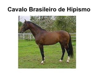 Cavalo Brasileiro de Hipismo
 