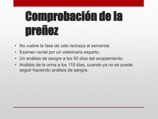Comprobación de la
preñez
•
•
•
•

No vuelve la fase de celo rechaza al semental.
Examen rectal por un veterinario experto.
Un análisis de sangre a los 50 días del acoplamiento.
Análisis de la orina a los 110 días, cuando ya no se puede
seguir haciendo análisis de sangre.

 