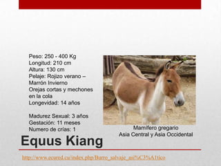 Peso: 250 - 400 Kg
Longitud: 210 cm
Altura: 130 cm
Pelaje: Rojizo verano –
Marrón Invierno
Orejas cortas y mechones
en la cola
Longevidad: 14 años
Madurez Sexual: 3 años
Gestación: 11 meses
Numero de crías: 1

Equus Kiang

Mamífero gregario
Asia Central y Asia Occidental

http://www.ecured.cu/index.php/Burro_salvaje_asi%C3%A1tico

 