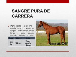 SANGRE PURA DE
CARRERA
♪ Perfil recto - piel fina cuello largo - espaldas
largas - lomo corto -dorso
largo - tórax ampliovientre liviano – cruz
saliente
Peso Altura
Color
400
kg

170 cm

Alzan ,
castaño ,
bayo.

GRAN BRETAÑA

 