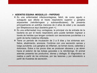  ADENITIS EQUINA -MOQUILLO – PAPERAS
 Es una enfermedad infectocontagiosa, febril, de curso agudo o
subagudo que afecta el tracto respiratorio superior y ganglios
adyacentes (retrofaríngeos y submandibulares). Se presenta
principalmente en potrillos menores de 2 años de edad y es causada
por Streptococcus equi (bacteria gram +).
 Es una enfermedad muy contagiosa, la principal vía de entrada de la
bacteria es por el tracto respiratorio pero puede también ingresar a
través de heridas que tengan contacto con secreciones purulentas o a
partir de leche materna infectada.
 Tiene un período de incubación de 3 a 8 días y los síntomas son:
fiebre, abatimiento, anorexia. Continúa con una secreción serosa y
luego purulenta. Los ganglios se inflaman, se tornan duros, calientes y
dolorosos. Estos a los pocos días se producen abcesos y se abren
hacia el exterior de las bolsas guturales o la retrofaringe. El animal
además presenta tos productiva, disnea y disfagia. El diagnóstico se
realiza a partir de los síntomas, por las lesiones y por laboratorio a
partir de muestras de secreción.

 