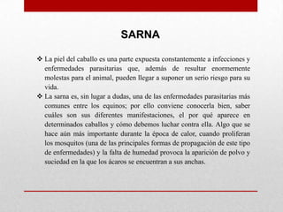 SARNA
 La piel del caballo es una parte expuesta constantemente a infecciones y
enfermedades parasitarias que, además de resultar enormemente
molestas para el animal, pueden llegar a suponer un serio riesgo para su
vida.
 La sarna es, sin lugar a dudas, una de las enfermedades parasitarias más
comunes entre los equinos; por ello conviene conocerla bien, saber
cuáles son sus diferentes manifestaciones, el por qué aparece en
determinados caballos y cómo debemos luchar contra ella. Algo que se
hace aún más importante durante la época de calor, cuando proliferan
los mosquitos (una de las principales formas de propagación de este tipo
de enfermedades) y la falta de humedad provoca la aparición de polvo y
suciedad en la que los ácaros se encuentran a sus anchas.

 