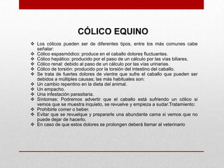 CÓLICO EQUINO
 Los cólicos pueden ser de diferentes tipos, entre los más comunes cabe
señalar:
 Cólico espasmódico: produce en el caballo dolores fluctuantes.
 Cólico hepático: producido por el paso de un cálculo por las vías biliares.
 Cólico renal: debido al paso de un cálculo por las vías urinarias.
 Cólico de torsión: producido por la torsión del intestino del caballo.
 Se trata de fuertes dolores de vientre que sufre el caballo que pueden ser
debidos a múltiples causas; las más habituales son:
 Un cambio repentino en la dieta del animal.
 Un empacho.
 Una infestación parasitaria.
 Síntomas: Podremos advertir que el caballo está sufriendo un cólico si
vemos que se muestra inquieto, se revuelve y empieza a sudar.Tratamiento:
 Prohibirle comer o beber.
 Evitar que se revuelque y prepararle una abundante cama si vemos que no
puede dejar de hacerlo.
 En caso de que estos dolores se prolongen deberá llamar al veterinario

 