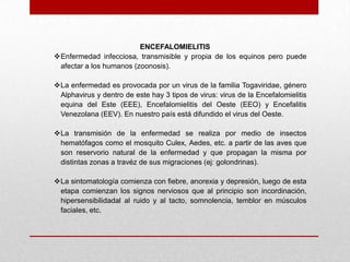 ENCEFALOMIELITIS
Enfermedad infecciosa, transmisible y propia de los equinos pero puede
afectar a los humanos (zoonosis).
La enfermedad es provocada por un virus de la familia Togaviridae, género
Alphavirus y dentro de este hay 3 tipos de virus: virus de la Encefalomielitis
equina del Este (EEE), Encefalomielitis del Oeste (EEO) y Encefalitis
Venezolana (EEV). En nuestro país está difundido el virus del Oeste.
La transmisión de la enfermedad se realiza por medio de insectos
hematófagos como el mosquito Culex, Aedes, etc. a partir de las aves que
son reservorio natural de la enfermedad y que propagan la misma por
distintas zonas a travéz de sus migraciones (ej: golondrinas).
La sintomatología comienza con fiebre, anorexia y depresión, luego de esta
etapa comienzan los signos nerviosos que al principio son incordinación,
hipersensibilidadal al ruido y al tacto, somnolencia, temblor en músculos
faciales, etc.

 