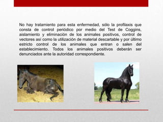 No hay tratamiento para esta enfermedad, sólo la profilaxis que
consta de control periódico por medio del Test de Coggins,
aislamiento y eliminación de los animales positivos, control de
vectores así como la utilización de material descartable y por último
estricto control de los animales que entran o salen del
establecimiento. Todos los animales positivos deberán ser
denunciados ante la autoridad correspondiente.

 
