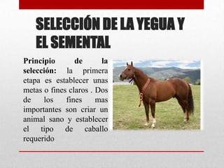 SELECCIÓN DE LA YEGUA Y
EL SEMENTAL
Principio
de
la
selección: la primera
etapa es establecer unas
metas o fines claros . Dos
de
los
fines
mas
importantes son criar un
animal sano y establecer
el tipo de caballo
requerido

 