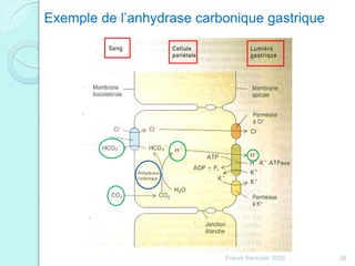 Franck Rencurel 2020 26
Exemple de l’anhydrase carbonique gastrique
 