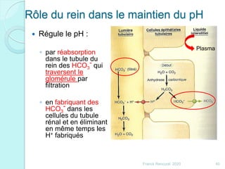 Rôle du rein dans le maintien du pH
 Régule le pH :
◦ par réabsorption
dans le tubule du
rein des HCO3
- qui
traversent le
glomérule par
filtration
◦ en fabriquant des
HCO3
- dans les
cellules du tubule
rénal et en éliminant
en même temps les
H+ fabriqués
40Franck Rencurel 2020
Plasma
 