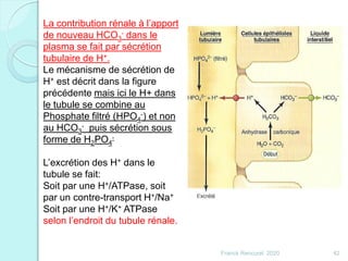 Franck Rencurel 2020 42
La contribution rénale à l’apport
de nouveau HCO3
- dans le
plasma se fait par sécrétion
tubulaire de H+.
Le mécanisme de sécrétion de
H+ est décrit dans la figure
précédente mais ici le H+ dans
le tubule se combine au
Phosphate filtré (HPO4
-) et non
au HCO3
- puis sécrétion sous
forme de H2PO4
-
L’excrétion des H+ dans le
tubule se fait:
Soit par une H+/ATPase, soit
par un contre-transport H+/Na+
Soit par une H+/K+ ATPase
selon l’endroit du tubule rénale.
 
