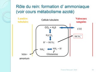 Rôle du rein: formation d’ ammoniaque
(voir cours métabolisme azoté)
H+ + HCO3
-
H2CO3
NH4
+
NH4+
HCO3
-
Glutamine
Vaisseaux
sanguins
Lumière
tubulaire
CO2 + H20
NH3 + H+
CO2
45Franck Rencurel 2020
Cellule tubulaire
amonium
 