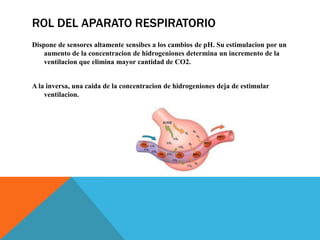 ROL DEL APARATO RESPIRATORIO
Dispone de sensores altamente sensibes a los cambios de pH. Su estimulacion por un
aumento de la concentracion de hidrogeniones determina un incremento de la
ventilacion que elimina mayor cantidad de CO2.
A la inversa, una caida de la concentracion de hidrogeniones deja de estimular
ventilacion.
 
