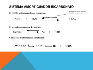 SISTEMA AMORTIGUADOR BICARBONATO
El H2CO3 se forma mediante la reaccion.
El segundo componente del sistema.
Considerando el sistema en su totalidad
CO2 + H2O H2CO3
NaHCO3 Na+ + HCO3-
CO2 + H2O H2CO3 H+ + HCO3-
Anhidrasa Carbonica
Abundante en alveolos pulmonares y
Cels. Epit Tubulos renales
 