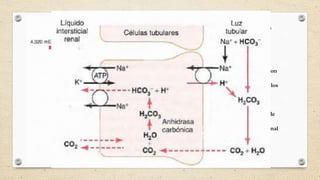 túbulos proximales
asa de Henle
túbulo distal
conducto
colector.
Los iones H+ se secretan
mediante transporte
activo secundario en los
segmentos tubulares
Proximales
Los iones HCO3 filtrados son
reabsorbidos
gracias a la interacción con los
iones hidrogeno
en los túbulos
Secreción activa primaria de
H+ por las células
intercaladas de la porción final
de los túbulos
distales y los túbulos
colectores
 