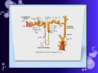 VALORES NORMALES DEL EQUILIBRIO ACIDO-BASE.pH = 7,35 - 7,45pCO2 = 40 mm HgpO2= 75-100 mmHg* Bicarbonato actual= 21 - 23 mEq/l. Es el bicarbonato real que contiene la sangre analizada.* Bicarbonato Standard= 23 mEq/l. Es la cantidad de bicarbonato que tendría dicha sangre si su pCO2 fuese de 40 mm Hg.* Buffer base= 45 - 55 mEq/l. Expresa la cantidad total de bases que contiene la sangre analizada.* Exceso de bases= +/- 2 mEq/l. Indica el acúmulo de ácidos o bases que se ha producido en un momento determinado.Concentración de algunos electrólitos en el plasmaNa+: 145.000.000 nmol/L Cl-: 95.000.000 nmol/L HCO3: 24.000.000 nmol/L K+: 4.500.000 nmol/L Ca2+: 2.500.000 nmol/L Mg2+: 1.000.000 nmol/L H+: 40 nmol/L