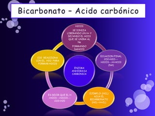   Bicarbonato – Acido carbónico