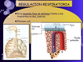 REGULACION RESPIRATORIA Es la segunda línea de defensa frente a los trastornos acidos_basicos Eliminan co2 Intercambio      Tejido   pulmonar