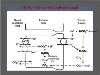 HCO3
- y H+ en el túbulo proximal
CA
Na+
(filtered
)
(CA)
 