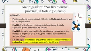 Amortiguadores “No Bicarbonato”:
proteínas, el fosfato y el hueso.
FOSFATO:
• Puede unir hasta 3 moléculas de hidrógeno. El pKa es 6,8, por lo que
es un tampón eficaz.
• En el EEC, la [fosfato]es relativamente baja, lo que limita la
capacidad global de tampón del fosfato.
• En el EIC, la mayor parte del fosfato está unida covalentemente a
moléculas orgánicas (p. ej. ATP), pero todavía actúa como un
tampón eficaz.
• Sin embargo, el fosfato se encuentra a una concentración más alta
en la orina, donde constituye un tampón significativo.
 
