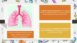 La rápida respuesta pulmonar a los cambios
de la concentración de CO2 ocurre a través
de una detección central de la Pco2.
Con el consiguiente aumento o disminución
de la ventilación para mantener una Pco2
normal (35-45 mmHg).
Evitan un aumento de la Pco2 en la
sangre al eliminar el CO2 que
produce el organismo.
 
