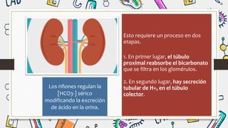 Los riñones regulan la
[HCO3-] sérico
modificando la excreción
de ácido en la orina.
Esto requiere un proceso en dos
etapas.
1. En primer lugar, el túbulo
proximal reabsorbe el bicarbonato
que se filtra en los glomérulos.
2. En segundo lugar, hay secreción
tubular de H+, en el túbulo
colector.
 
