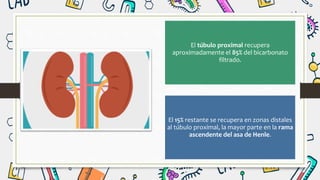 El túbulo proximal recupera
aproximadamente el 85% del bicarbonato
filtrado.
El 15% restante se recupera en zonas distales
al túbulo proximal, la mayor parte en la rama
ascendente del asa de Henle.
 