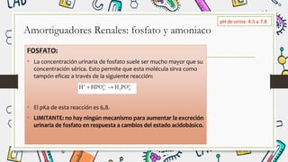 Amortiguadores Renales: fosfato y amoniaco
FOSFATO:
• La concentración urinaria de fosfato suele ser mucho mayor que su
concentración sérica. Esto permite que esta molécula sirva como
tampón eficaz a través de la siguiente reacción:
• El pKa de esta reacción es 6,8.
• LIMITANTE: no hay ningún mecanismo para aumentar la excreción
urinaria de fosfato en respuesta a cambios del estado acidobásico.
pH de orina: 4.5 a 7.8
 