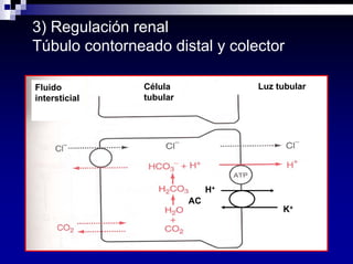 Equilibrio Acido Base Dra Costa