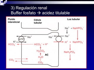Equilibrio Acido Base Dra Costa