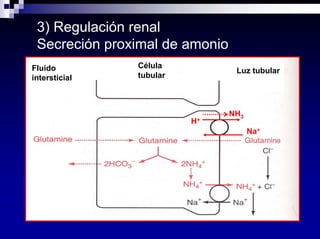 Equilibrio Acido Base Dra Costa