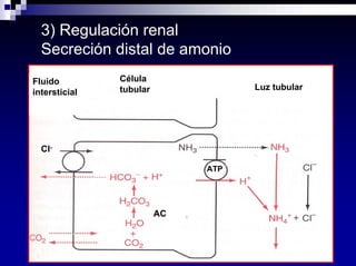 Equilibrio Acido Base Dra Costa