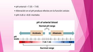 Equilibrio acido base expo sheyla | PPTX