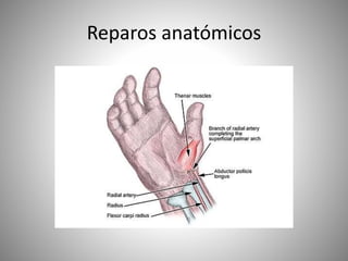 Reparos anatómicos
 