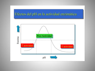 Efectos del pH en la actividad enzimáticaEfectosEfectos del pH en ladel pH en la actividadactividad enzimenzimááticatica
pH
Enzima
 actividad actividad
Pico ActividadPico Actividad
 actividad actividad
 