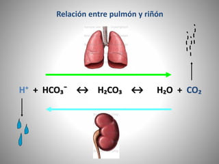 H⁺ + HCO₃¯ ↔ H₂CO₃ ↔ H₂O + CO₂
Relación entre pulmón y riñón
 