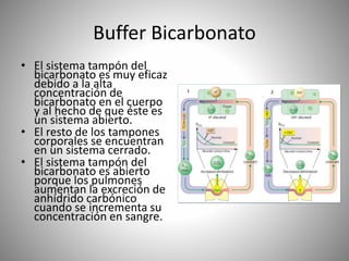 Buffer Bicarbonato
• El sistema tampón del
bicarbonato es muy eficaz
debido a la alta
concentración de
bicarbonato en el cuerpo
y al hecho de que éste es
un sistema abierto.
• El resto de los tampones
corporales se encuentran
en un sistema cerrado.
• El sistema tampón del
bicarbonato es abierto
porque los pulmones
aumentan la excreción de
anhídrido carbónico
cuando se incrementa su
concentración en sangre.
 