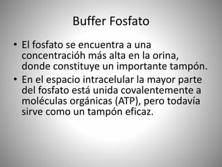 Buffer Fosfato
• El fosfato se encuentra a una
concentracióh más alta en la orina,
donde constituye un importante tampón.
• En el espacio intracelular la mayor parte
del fosfato está unida covalentemente a
moléculas orgánicas (ATP), pero todavía
sirve como un tampón eficaz.
 
