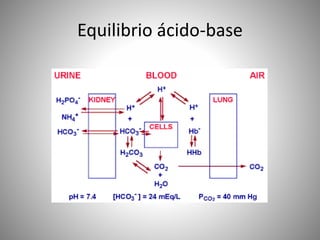 Equilibrio ácido-base
 