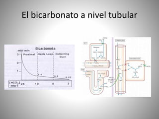 El bicarbonato a nivel tubular
 